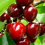 Cây Cherry Anh Đào Trồng Ở Việt Nam