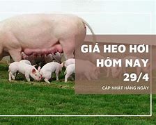 Heo Mọi Giá Bao Nhiêu