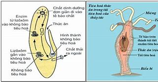 Tiêu Hóa Là Gì Trắc Nghiệm